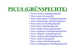 Picus (Grünspechte)